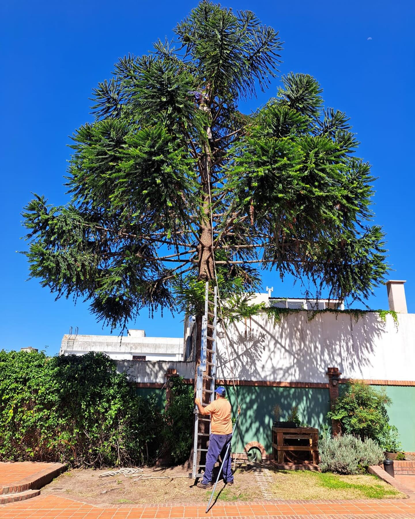 Mantenimiento profesional de una araucaria