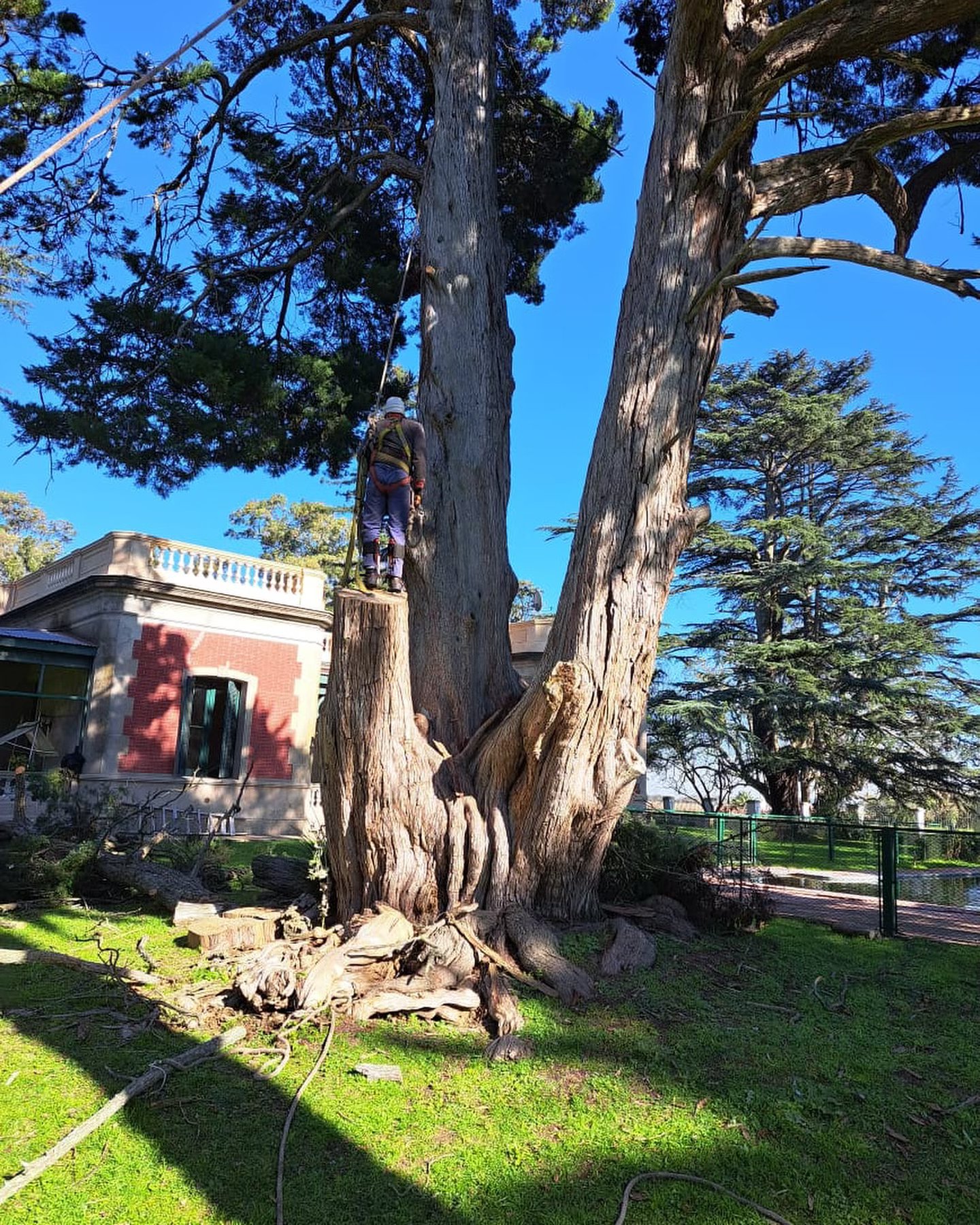 Arborista trabajando sobre árboles de gran altura