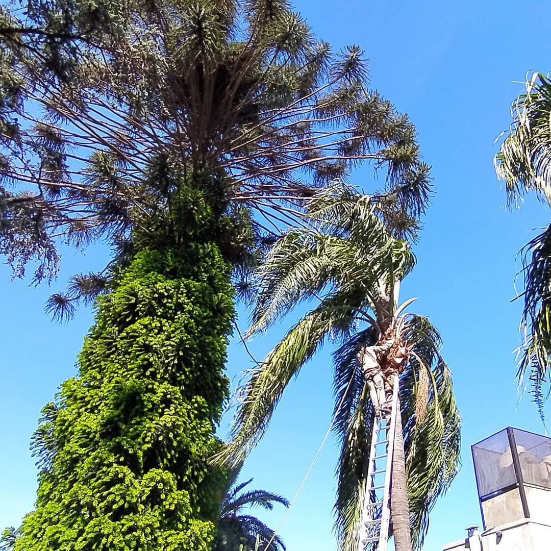 Trabajo profesional sobre una palmera