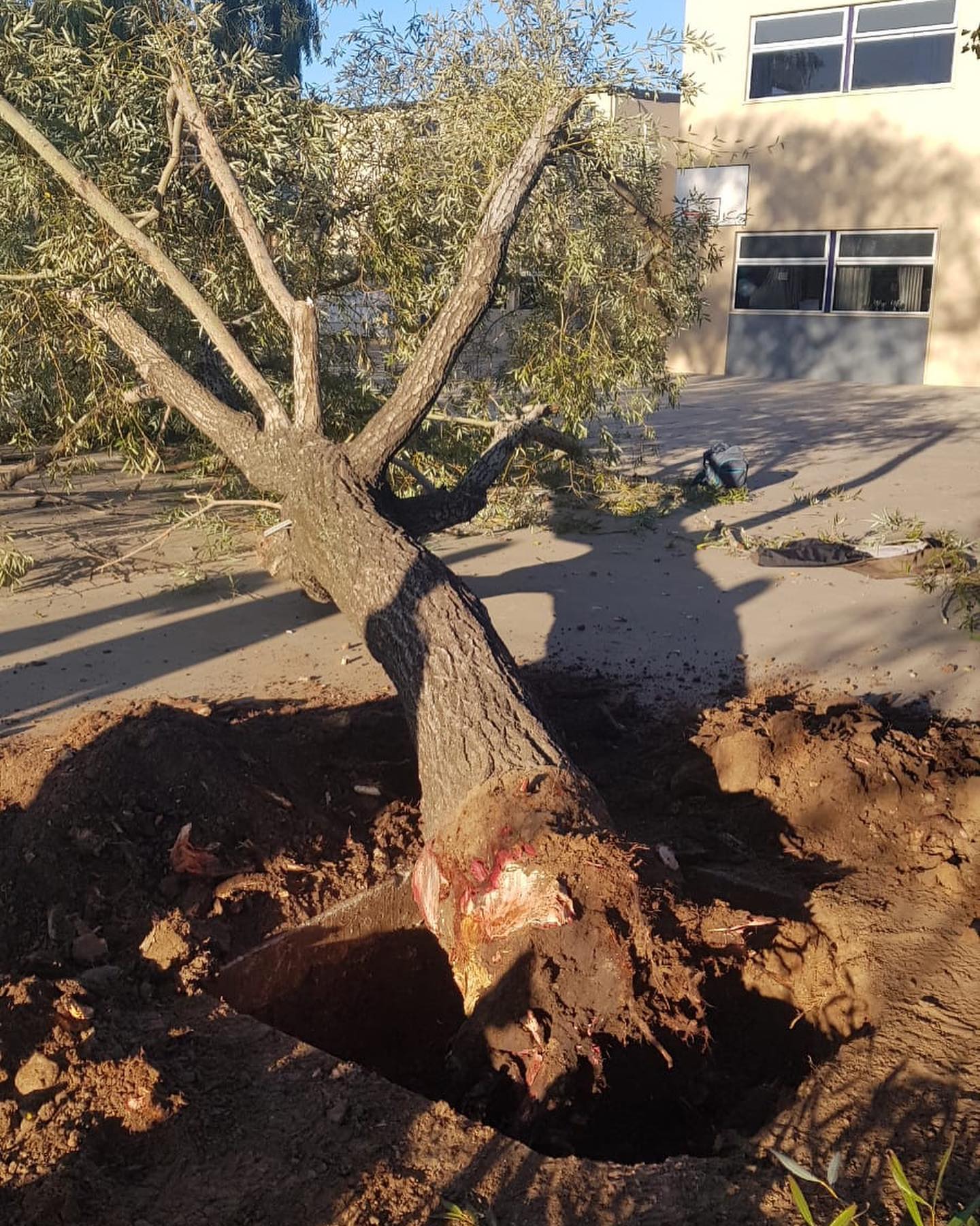 Extracción y tratamiento de un árbol