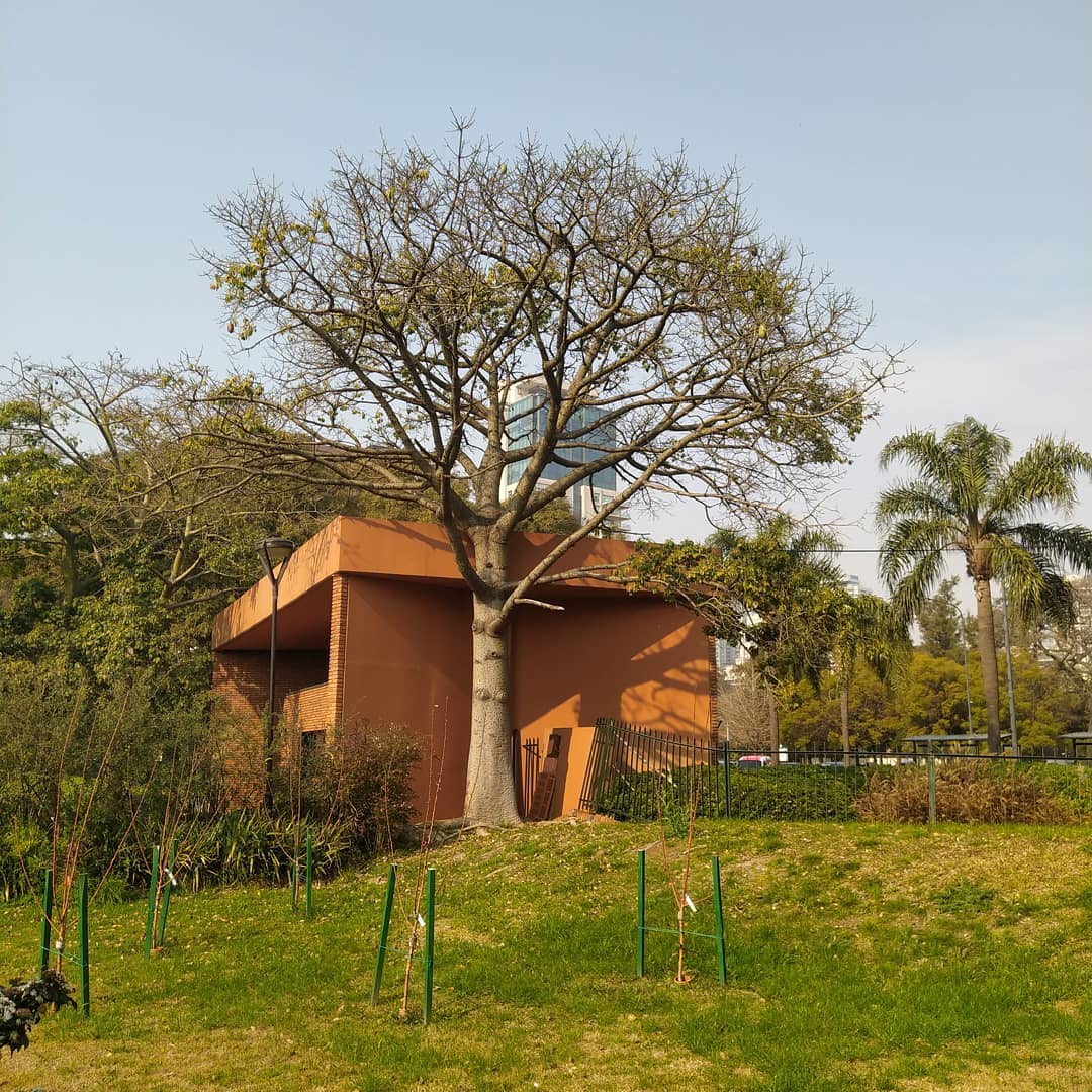 Árbol intervenido en un jardín