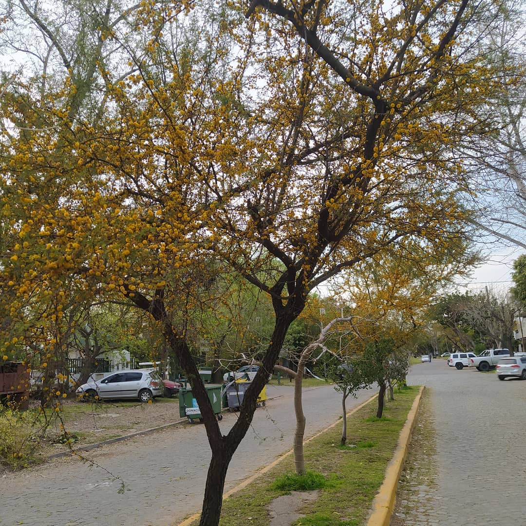 Árbol podado en una calle