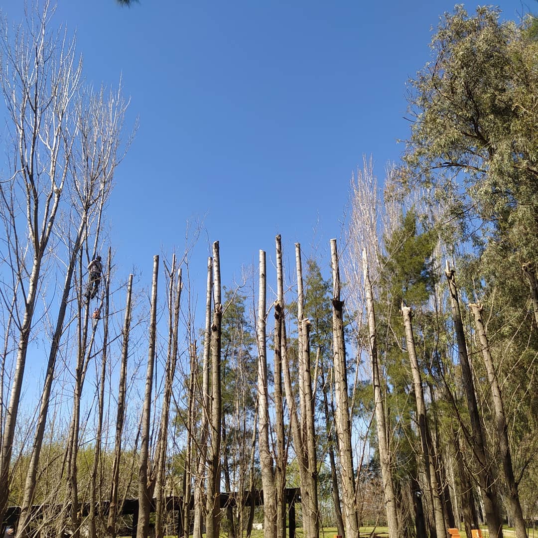 Trabajo de poda en altura