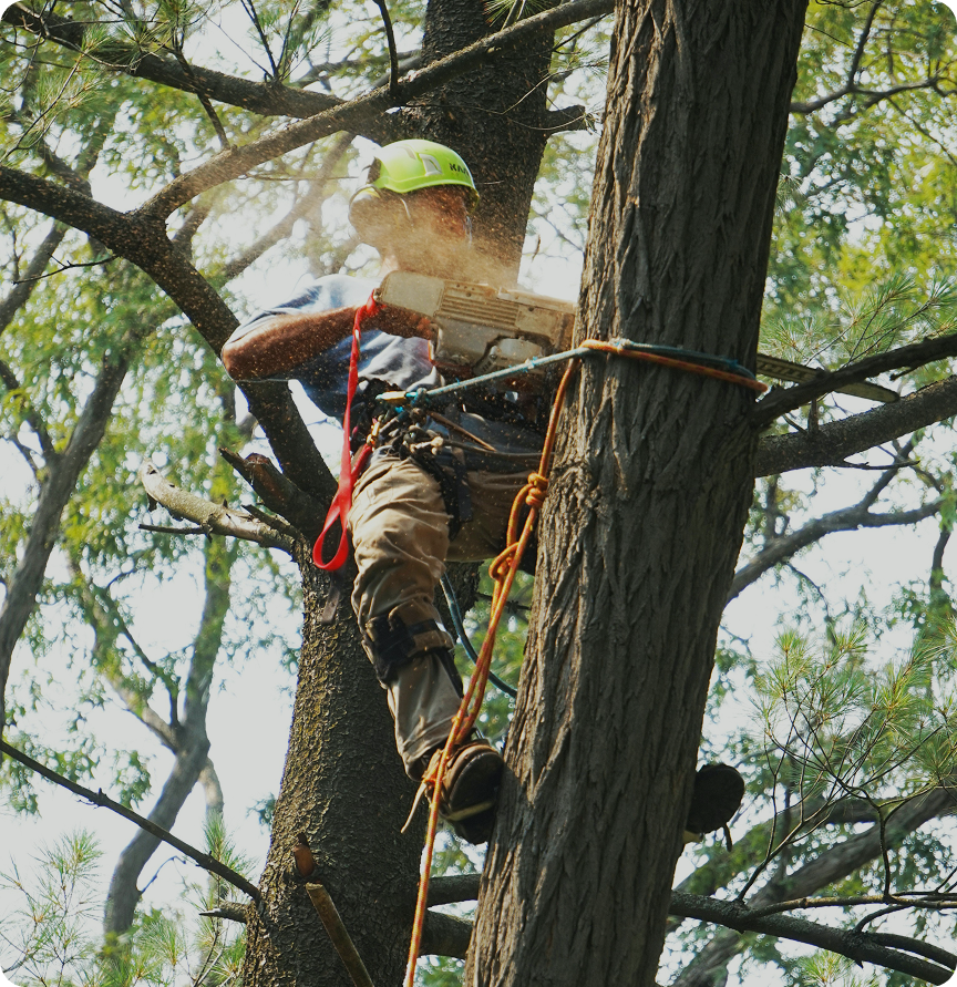 Arborista de Tierra Nueva trabajando en altura